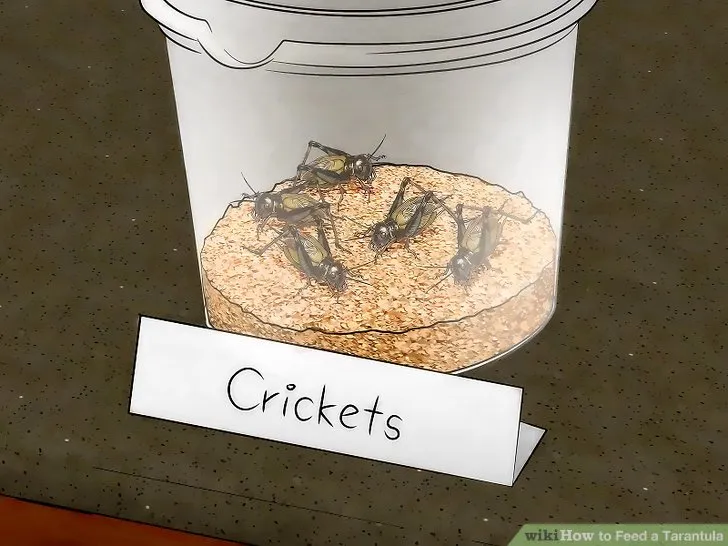 20650 dubia roach tarantula