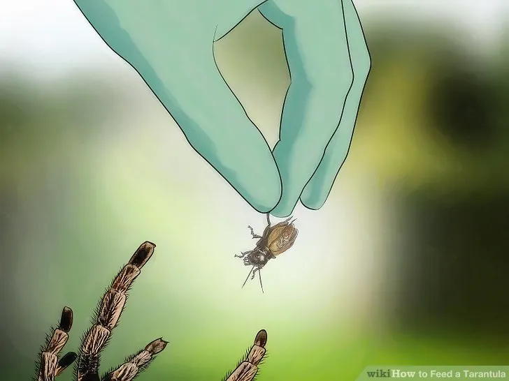 20650 mealworm tarantula
