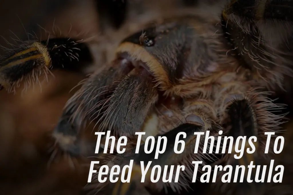 /img/20650-tarantula-healthy.webp