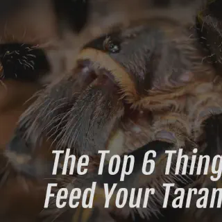 /img/20650-tarantula-healthy.webp