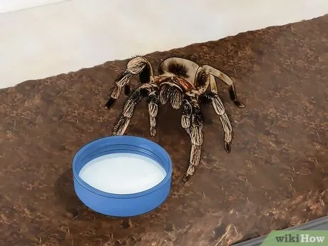 20650 water tarantula