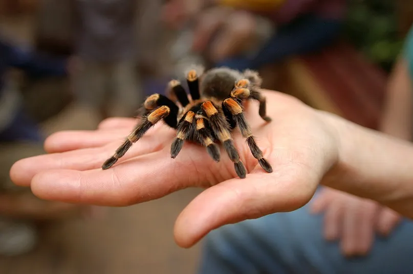 20652 pet tarantula game screenshot