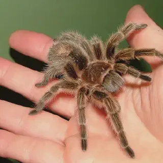 /img/20652-tarantula-rewards-game.webp
