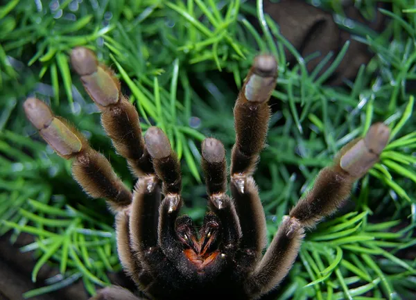 20653 first aid tarantula bite