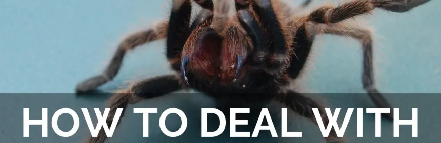 /img/20653-tarantula-bite-myths.webp