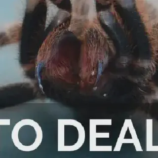 /img/20653-tarantula-bite-myths.webp