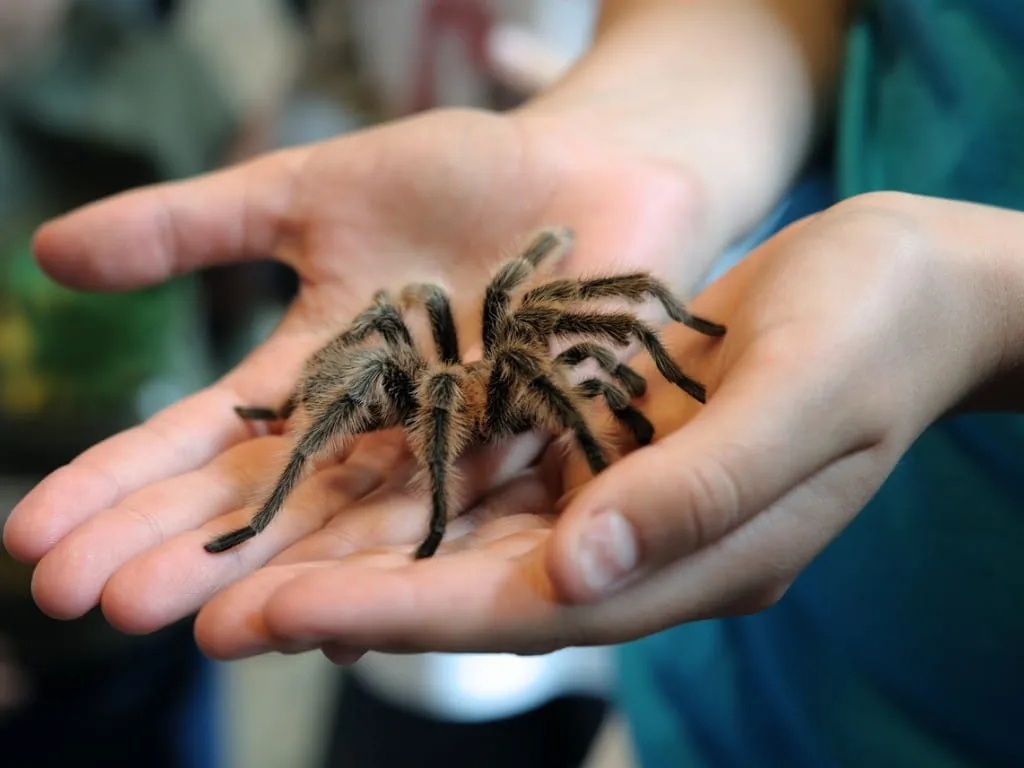 20653 tarantula enclosure