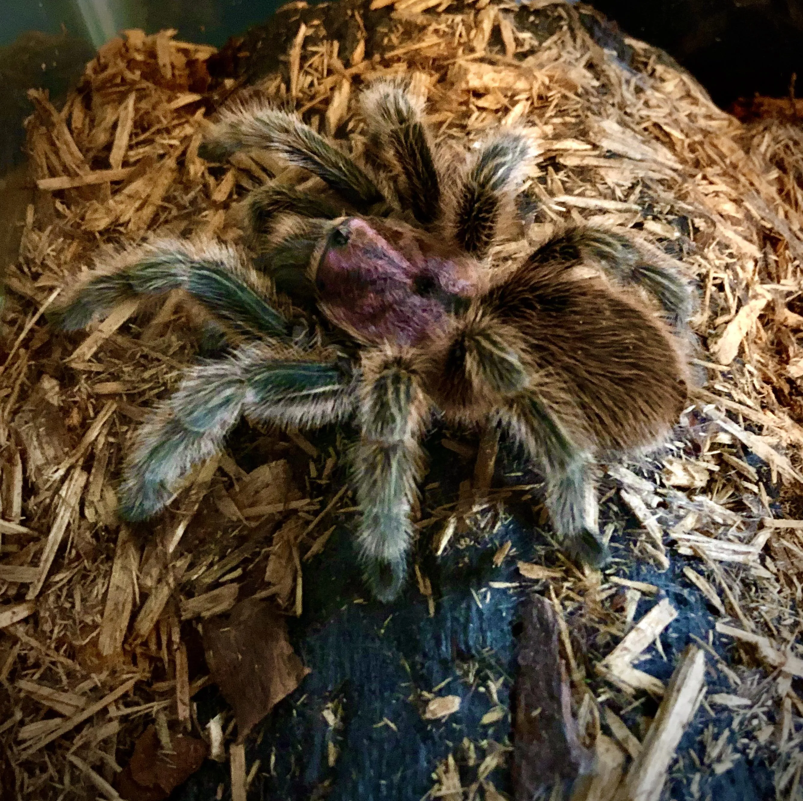 20654 tarantula feeding