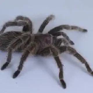 /img/20654-tarantula-health.webp