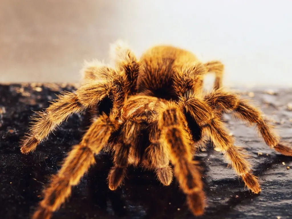20654 tarantula humidity