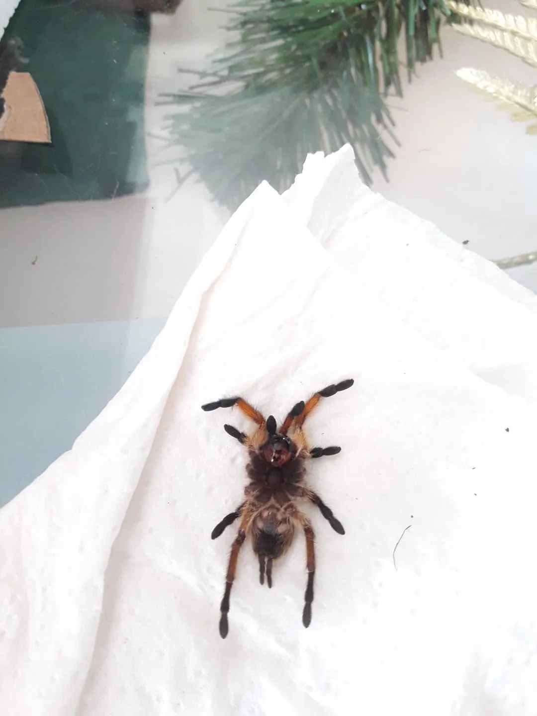20654 tarantula molting