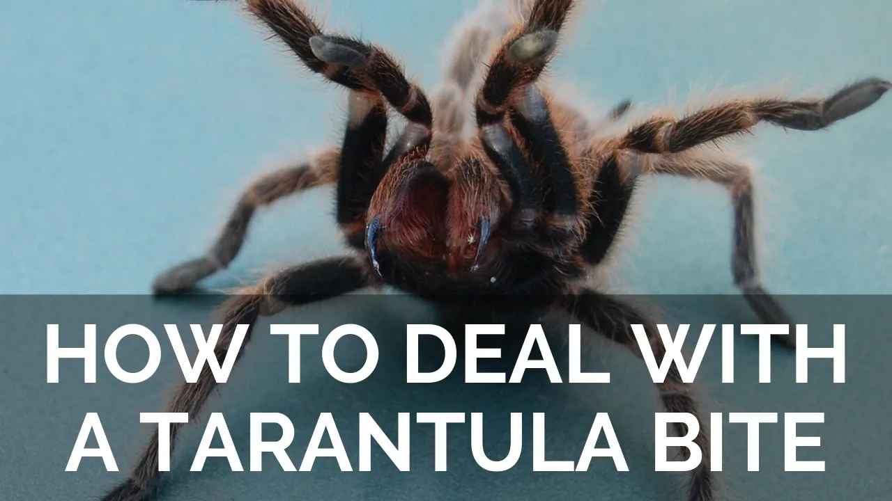 /img/20656-tarantula-handling.webp