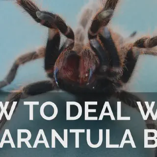/img/20656-tarantula-handling.webp