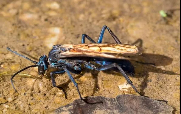 20658 insect eating health