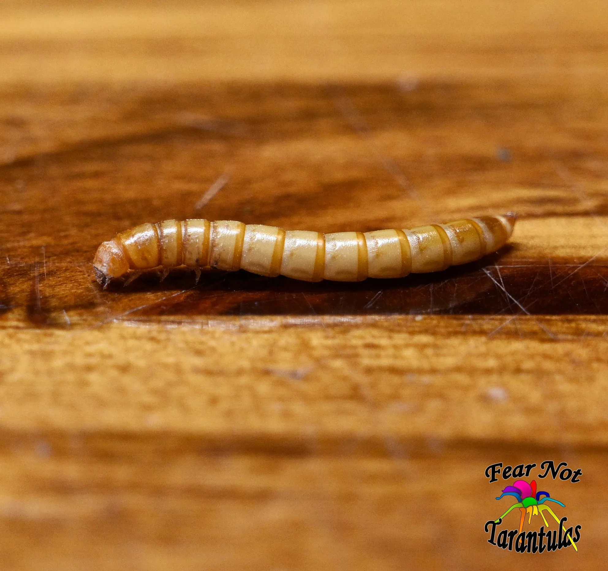 20660 mealworm close up