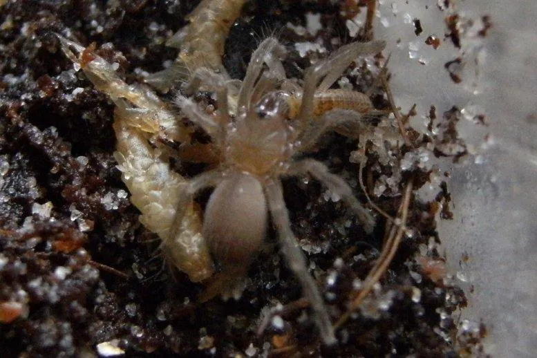20660 tarantula molting