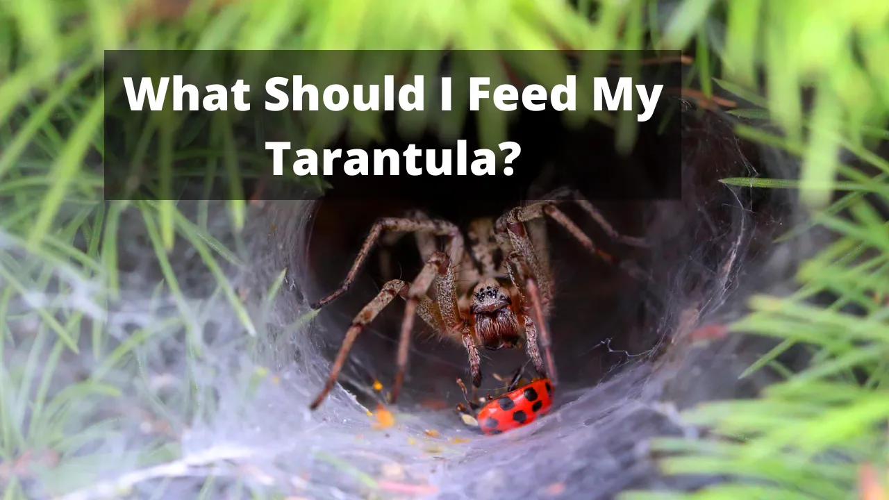 20660 vitamin supplements tarantula