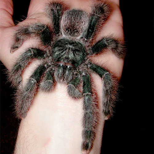20661 curly hair tarantula appearance