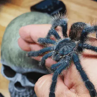 /img/20661-tarantula-handling.webp