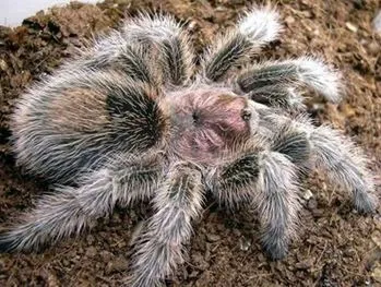 20662 brazilian rose hair tarantula feeding