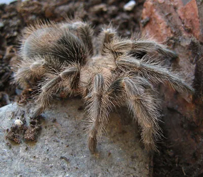 20662 brazilian rose hair tarantula handling