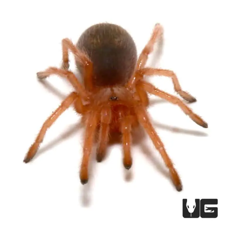 /img/20662-brazilian-rose-hair-tarantula-mite.webp