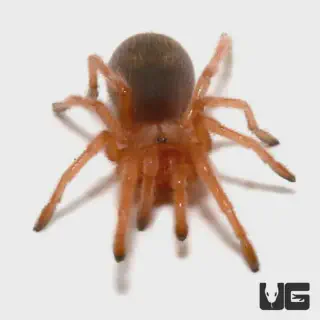 /img/20662-brazilian-rose-hair-tarantula-mite.webp