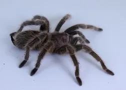 20662 brazilian rose hair tarantula molting