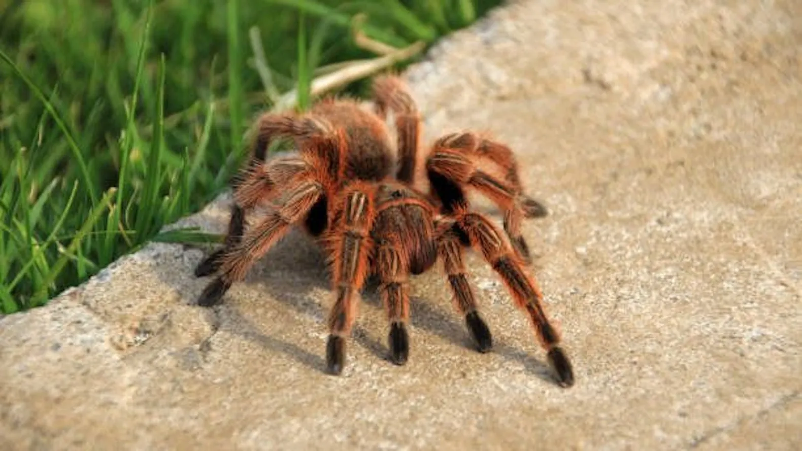 20662 brazilian rose hair tarantula substrate