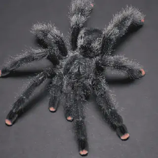 /img/20663-pinktoe-tarantula-environment.webp