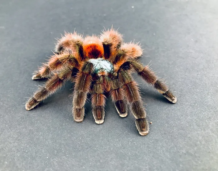 20663 pinktoe tarantula feeding