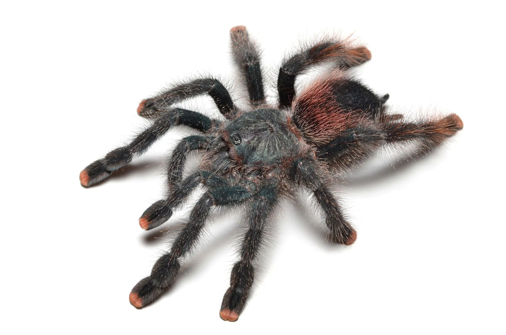 20663 pinktoe tarantula habitat