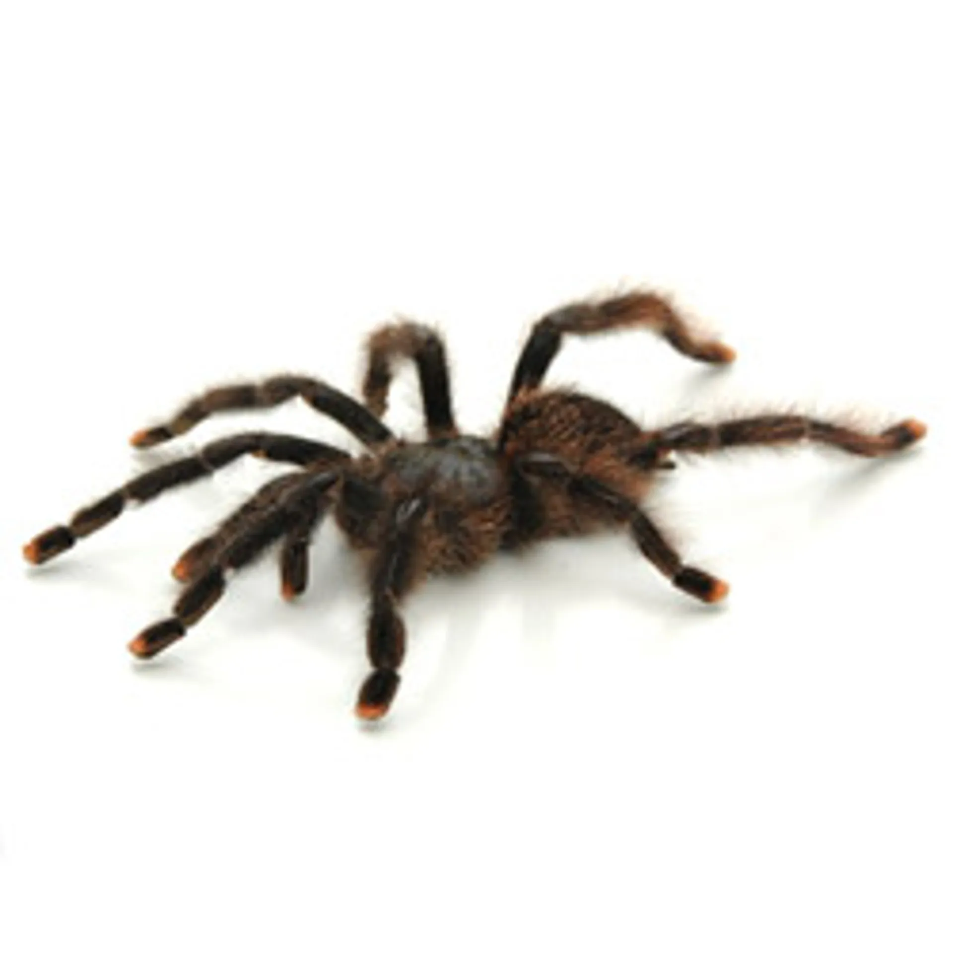 20663 pinktoe tarantula overview