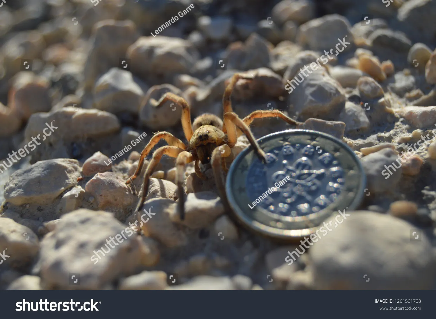 20664 wolf spider close up