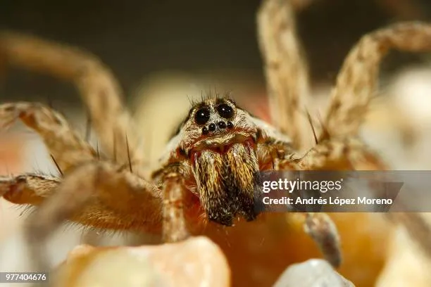20664 wolf spider egg sac