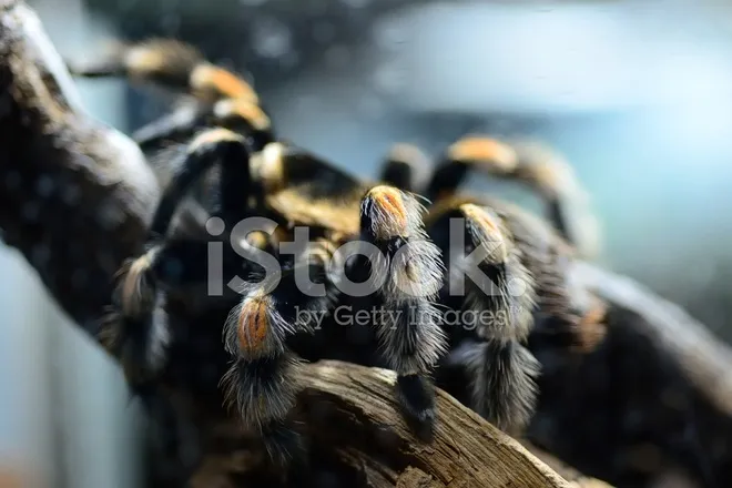 20664 wolf spider hunting