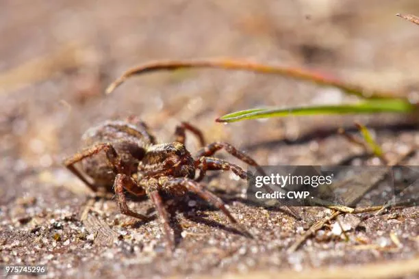 20664 wolf spider size comparison