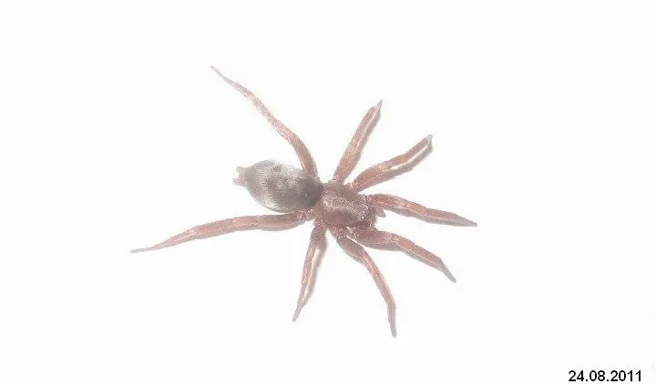 /img/20664-wolf-spider-species-diversity.webp