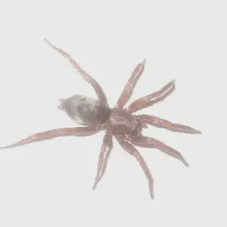 /img/20664-wolf-spider-species-diversity.webp