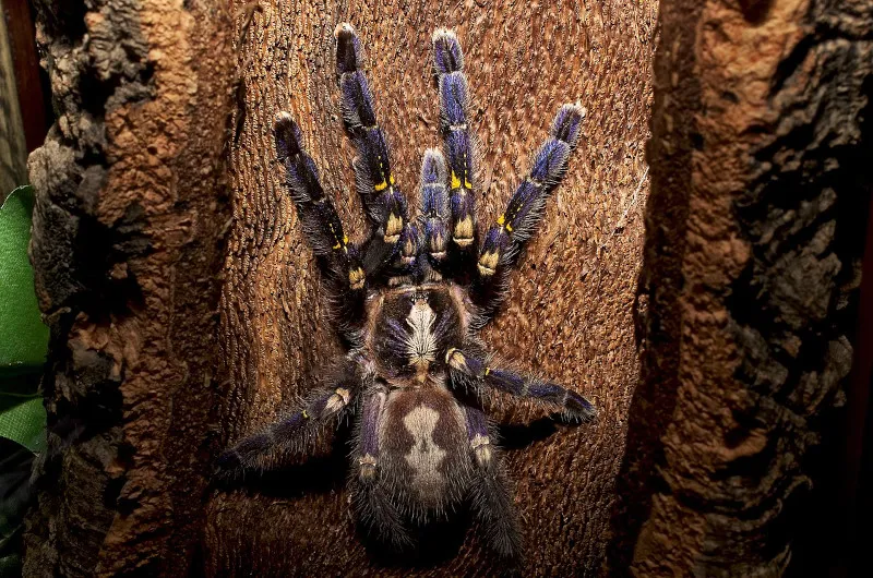 20665 gooty tarantula humidity