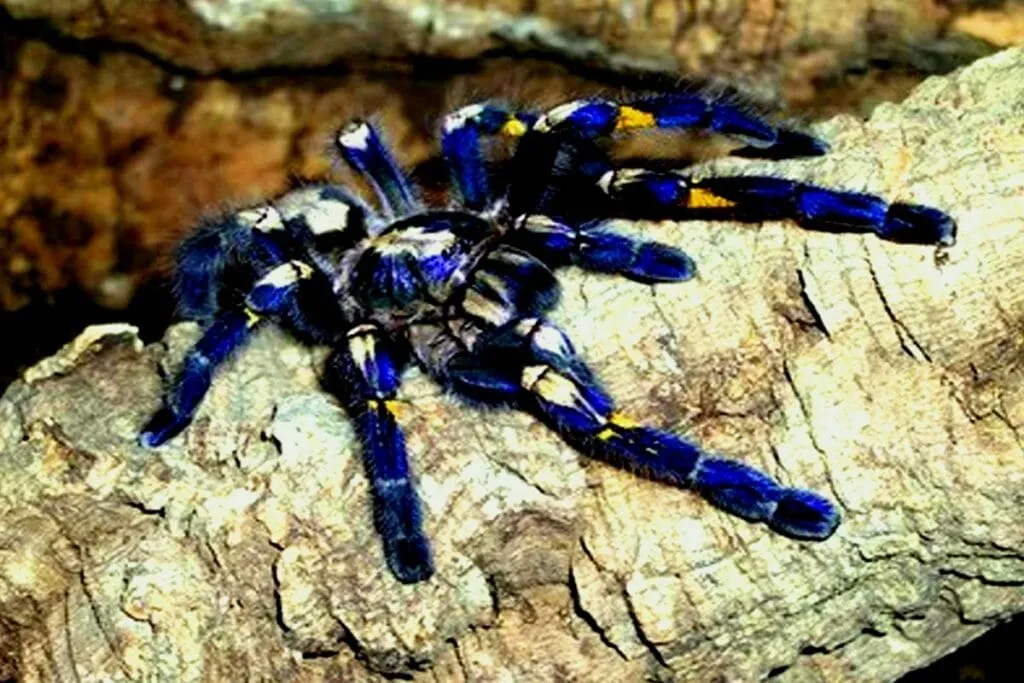 20665 gooty tarantula substrate