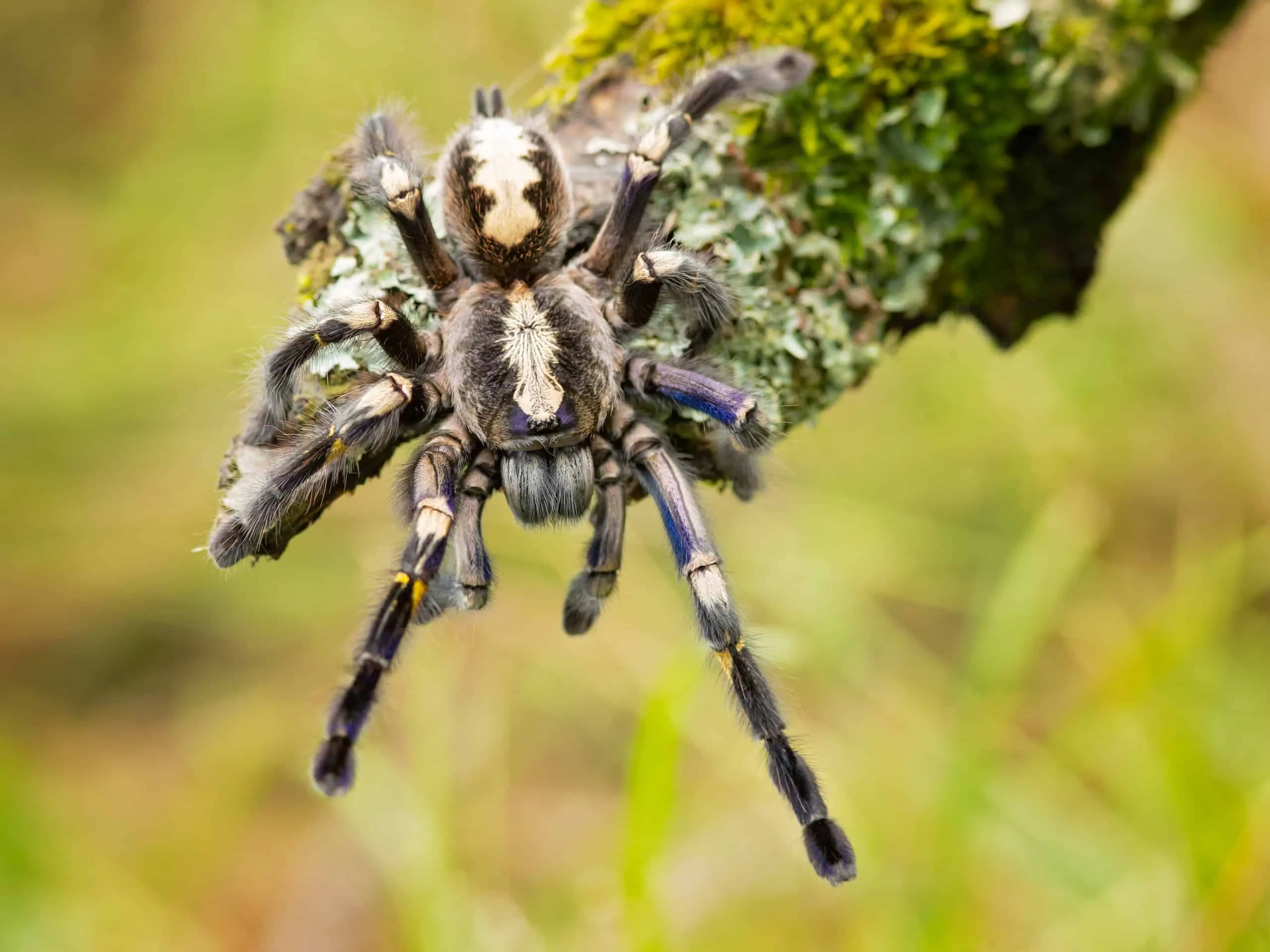 20665 gooty tarantula temperature