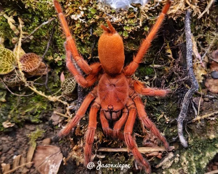 /img/20666-orphnaecus-philippine-black-tarantula-adult.webp