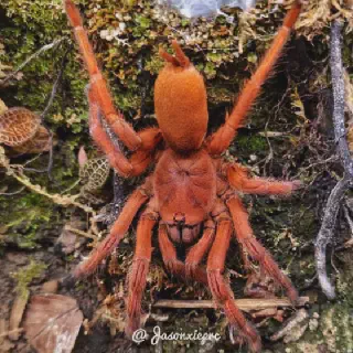 /img/20666-orphnaecus-philippine-black-tarantula-adult.webp