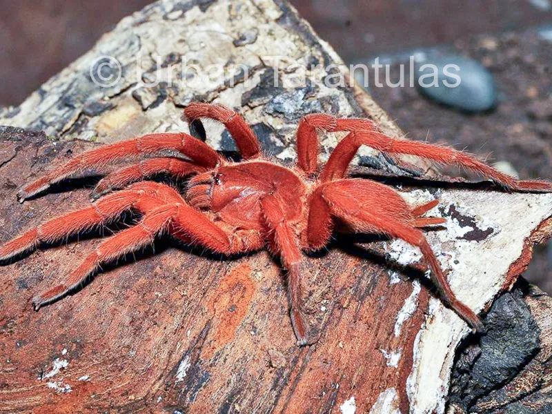 20666 orphnaecus philippine black tarantula enclosure