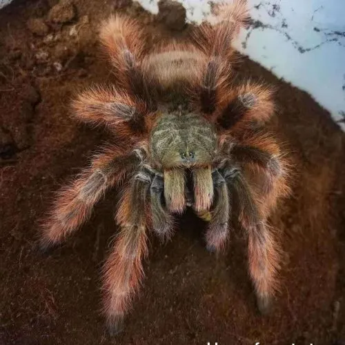 20666 orphnaecus philippine black tarantula feeding