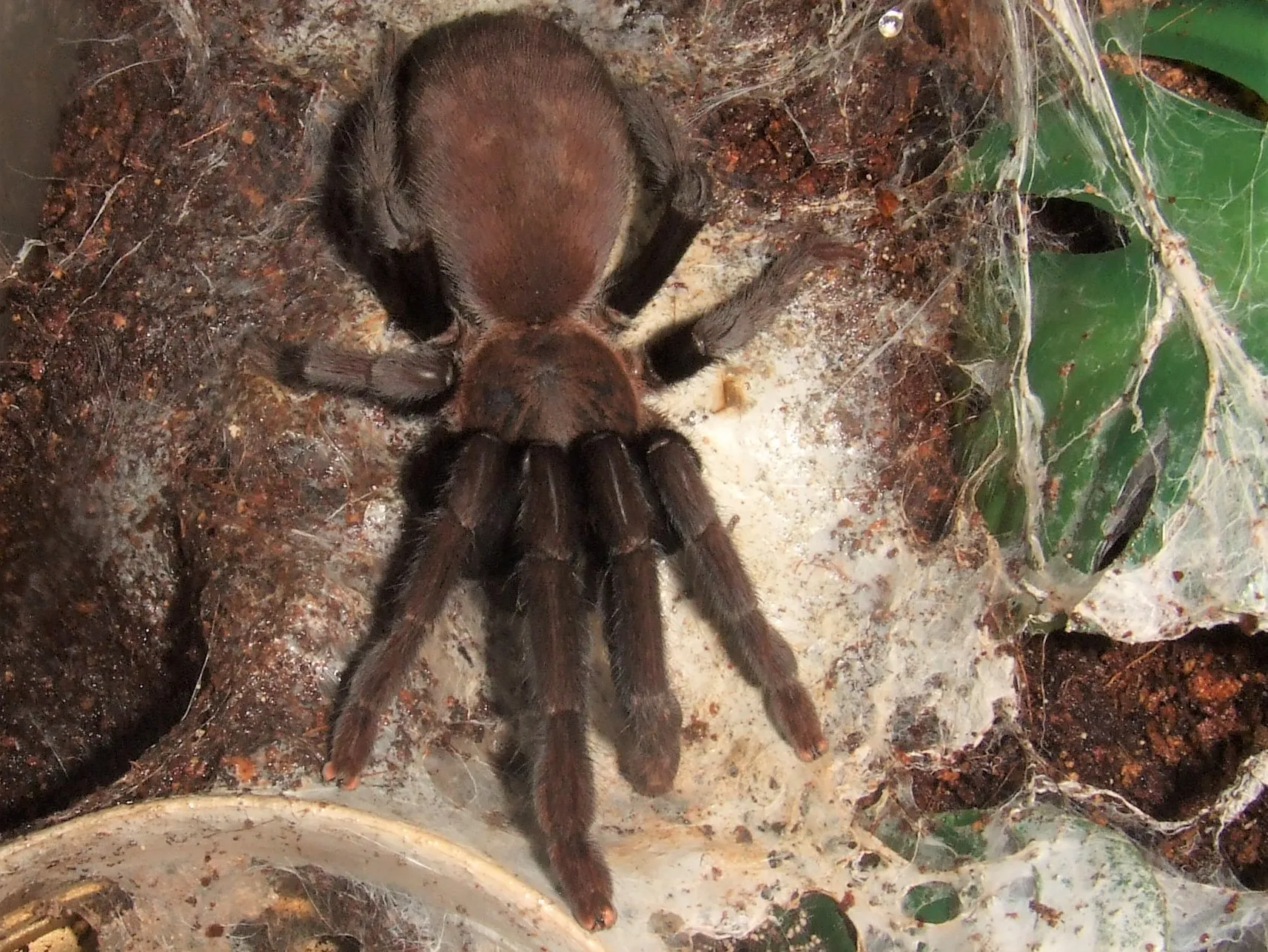20666 orphnaecus philippine black tarantula molting
