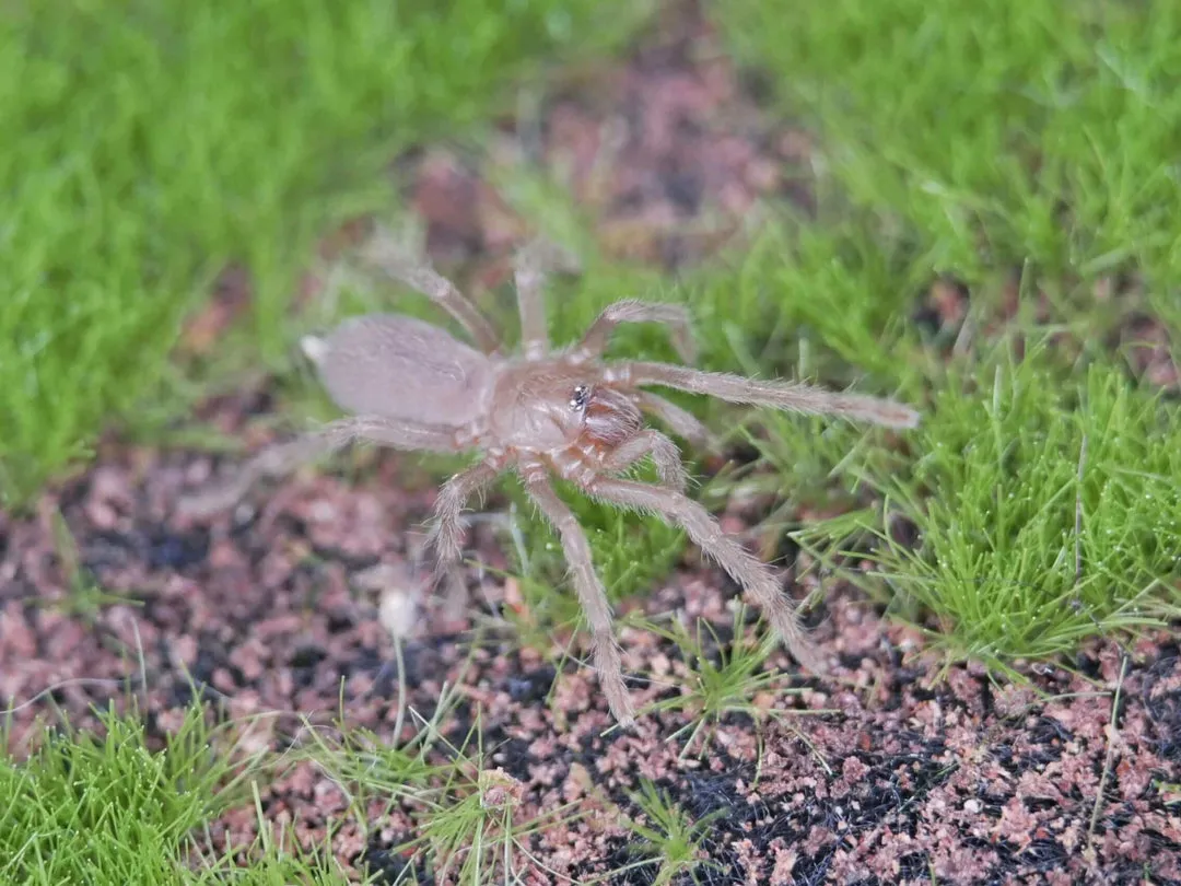 20666 orphnaecus philippine black tarantula spiderling