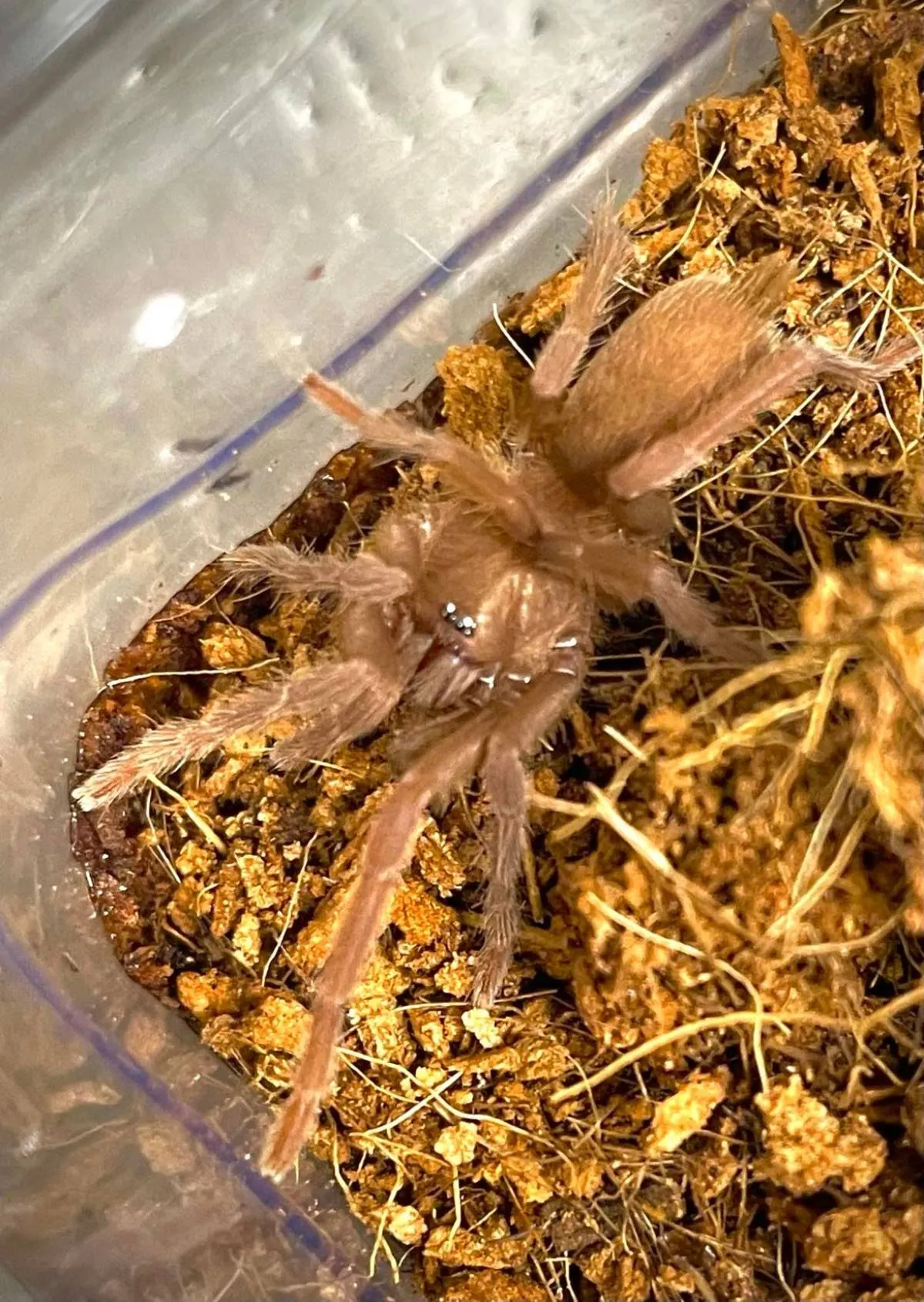 20666 orphnaecus philippine black tarantula temperament