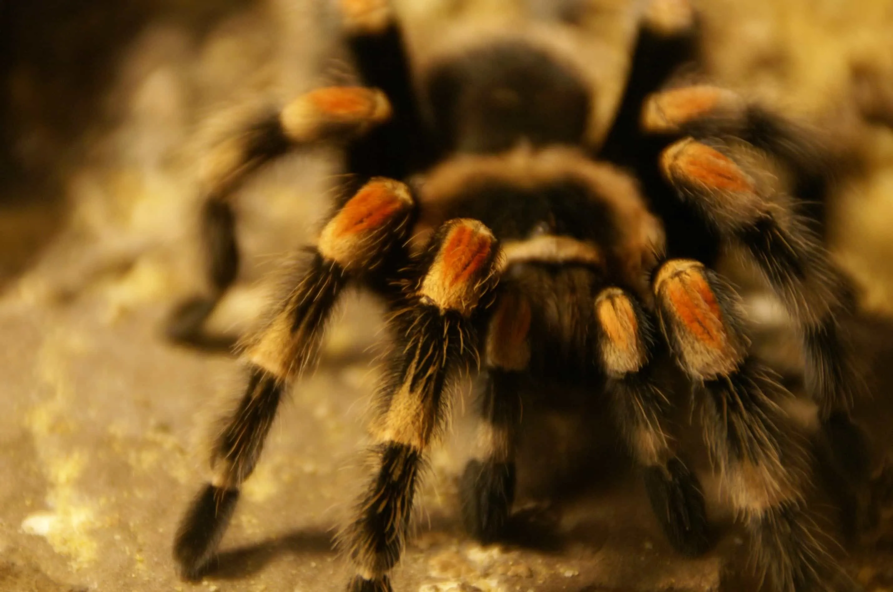 20668 glass tarantula cage
